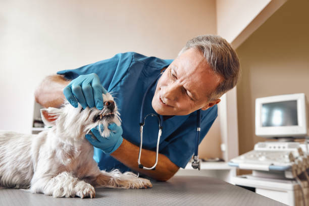 Best Broken or Cracked Tooth Emergency Dentist in Florence, AZ